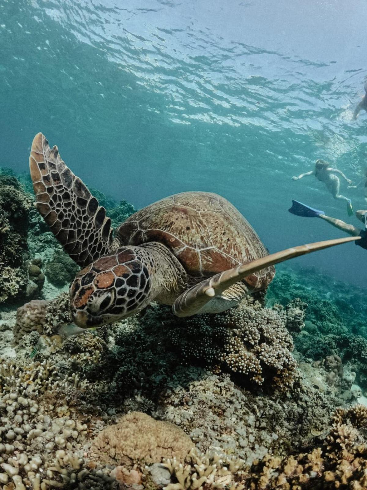 Tipsea Turtle Gili Air Hotell Eksteriør bilde